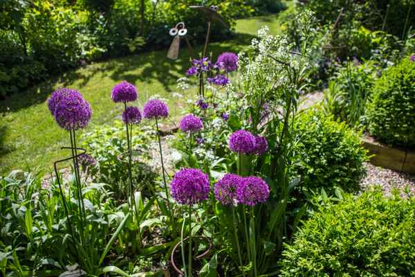 Zierlauch als Gartenzier