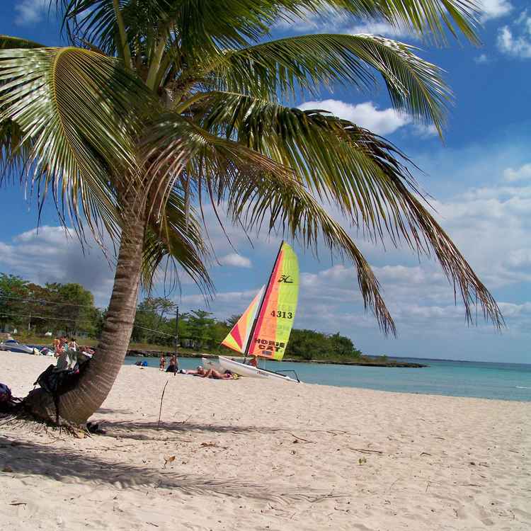 unter der Palme segeln...