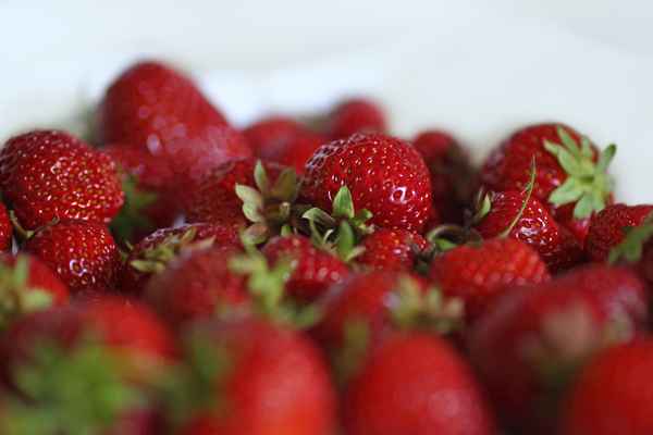 frische Erdbeeren