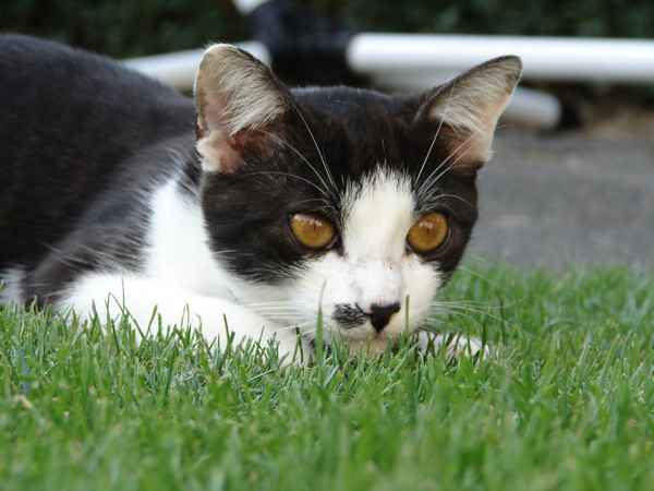 Katze BOB