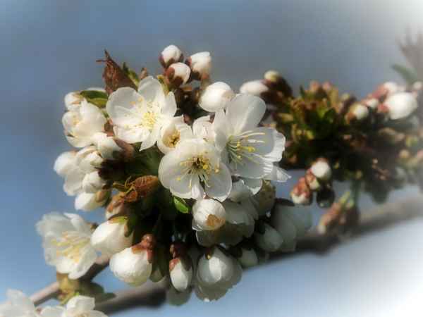 die kirschen blühen