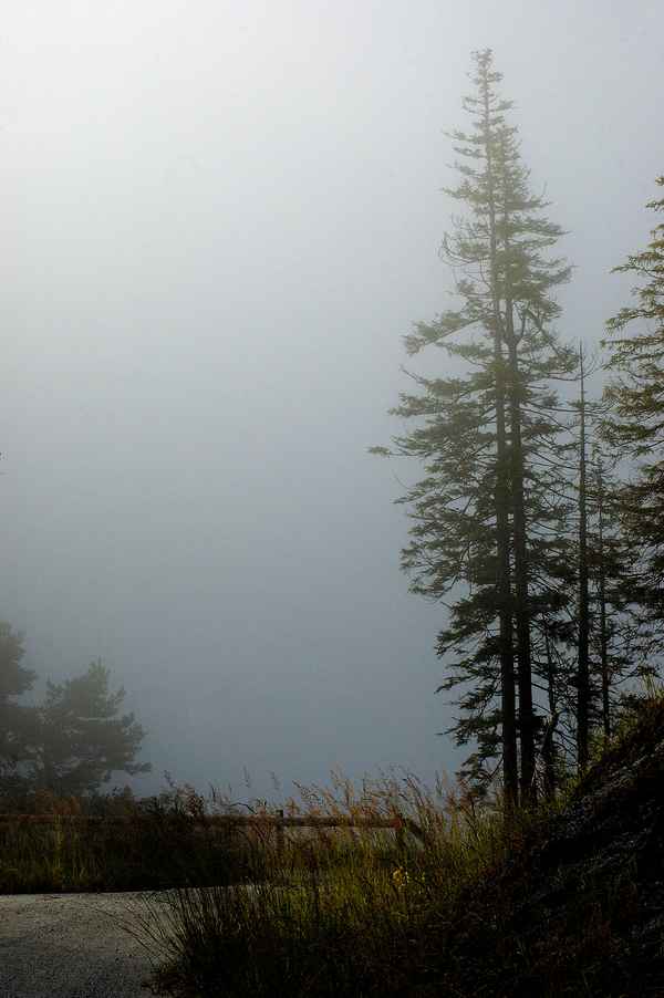 Sonnenaufgang im Hochwald