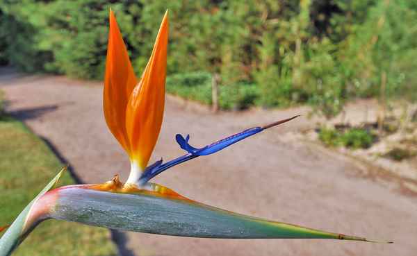 Paradiesvogelblume im botanischen Garten