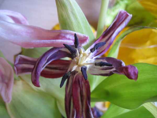 verwelkte Tulpenblüte mit Stempel und Staubblättern