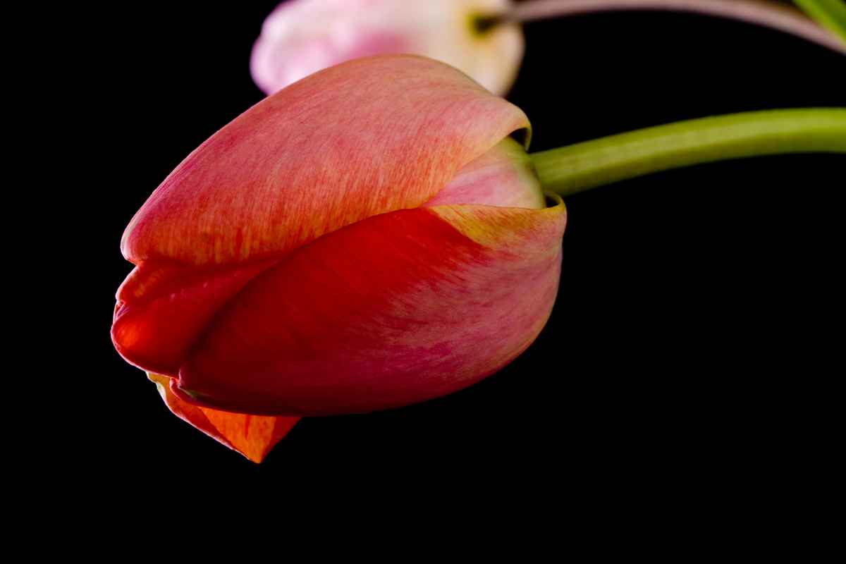 Yet another Tulpenbild IV