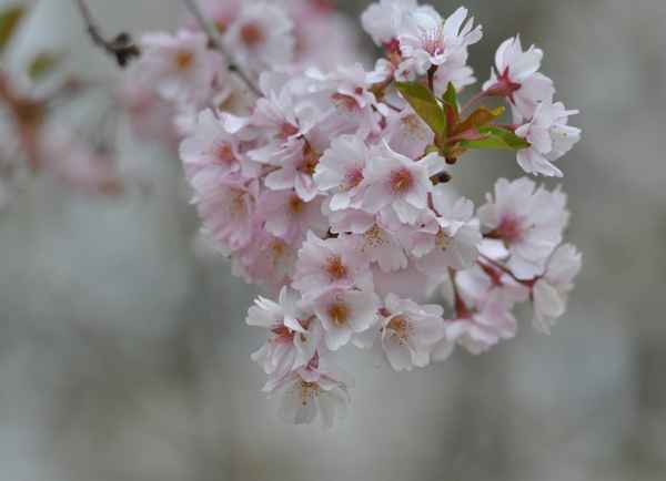 jap. Kirschblüten, zarte  Frühlingsboten