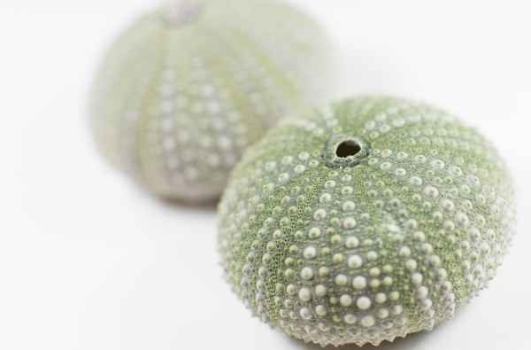 bildschöne Seeigel-Überbleibsel