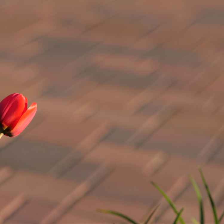 Rote Tulpe