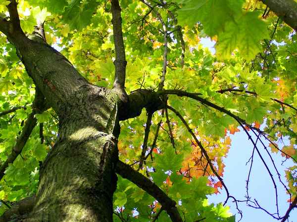 Baum im Herbst