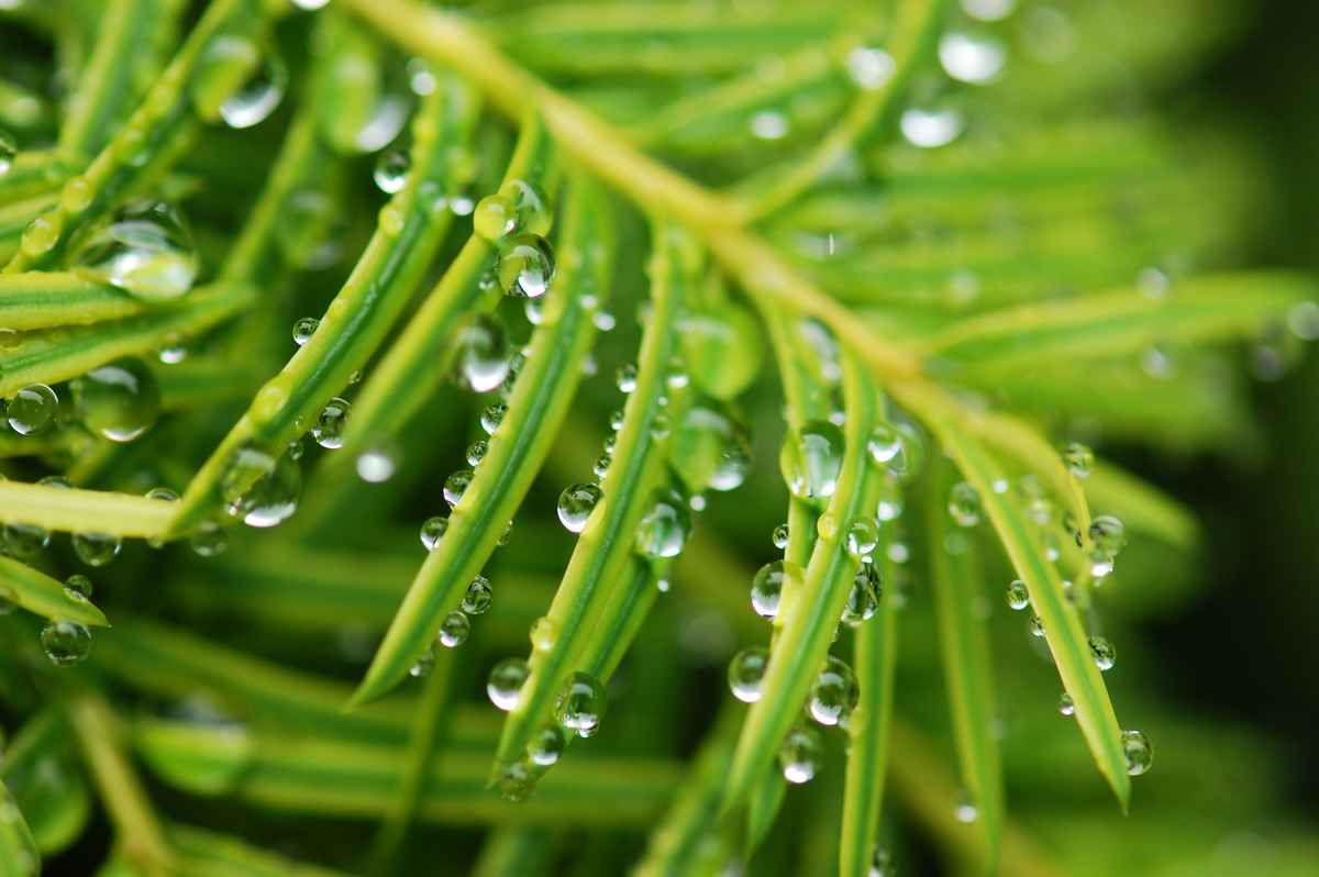 Nadelbaum mit Wassertropfen