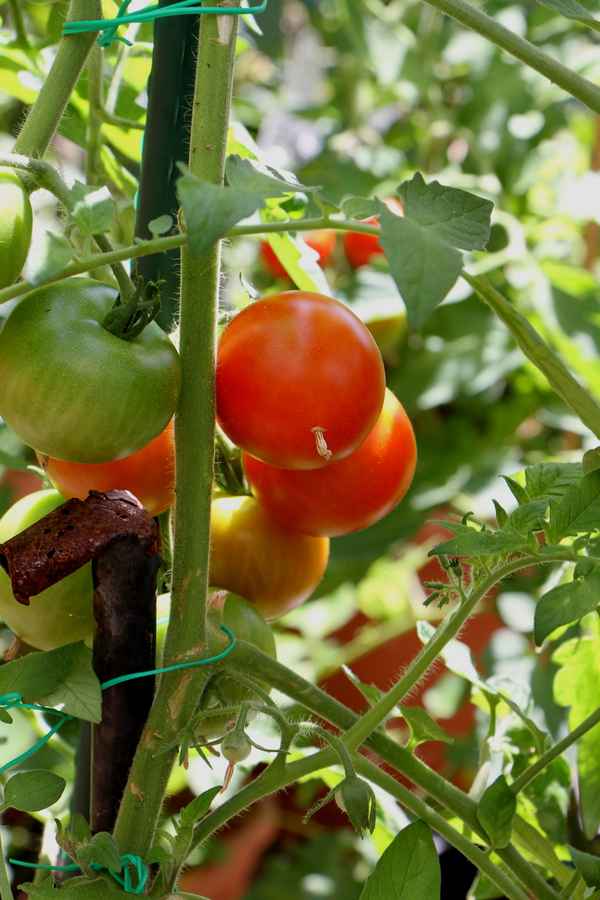 Sommerzeit=Tomatenzeit