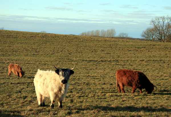 Hochlandrinder