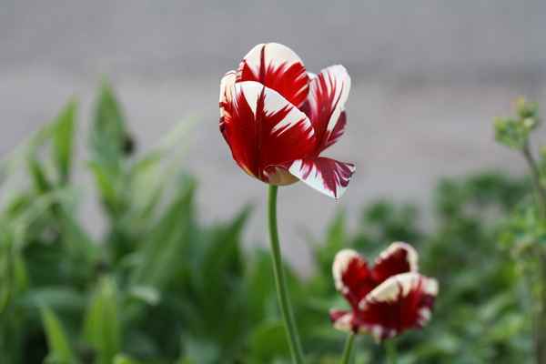 Gestreifte Tulpe