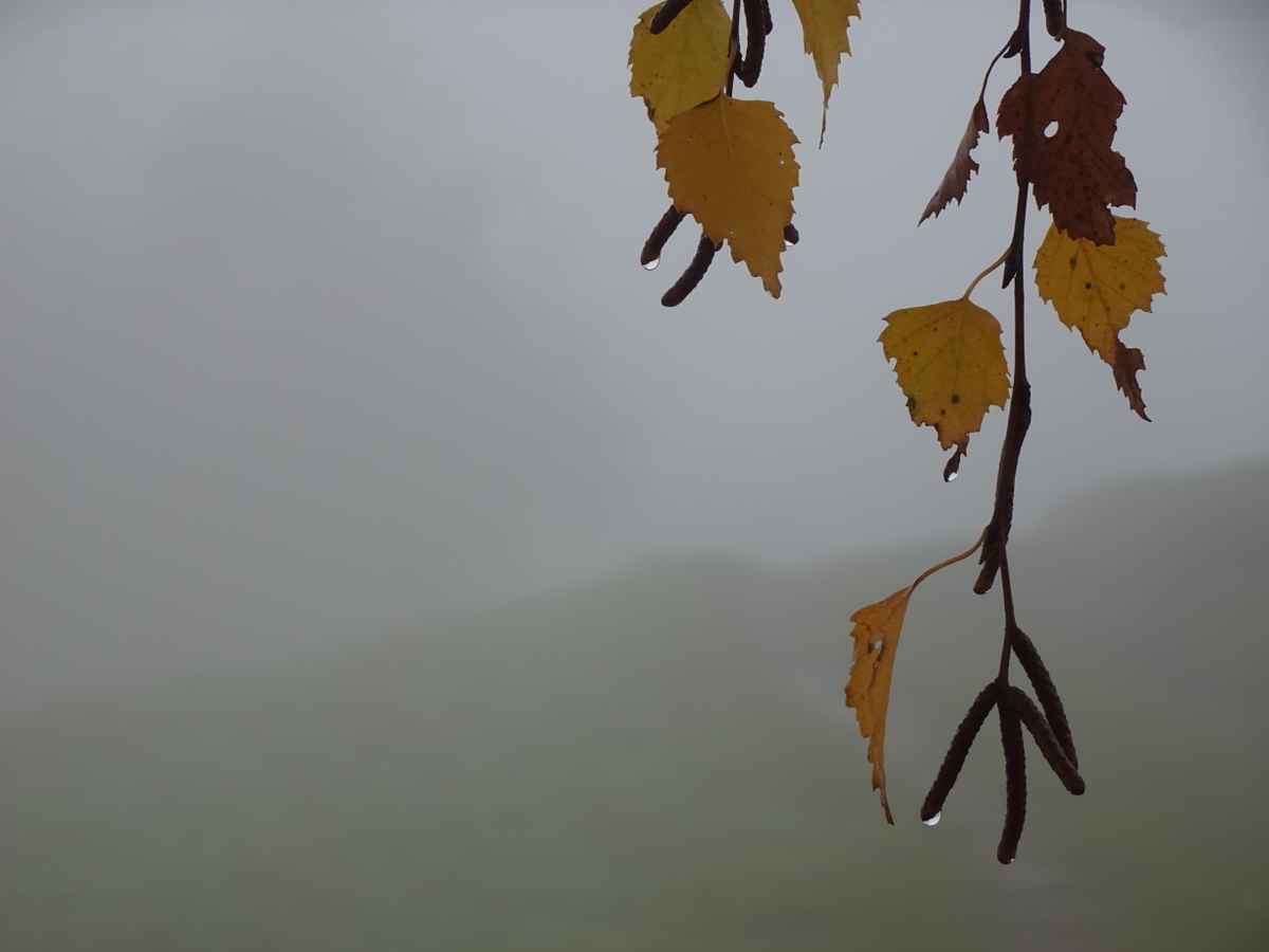 Herbstlaub mit Nebeltropfen