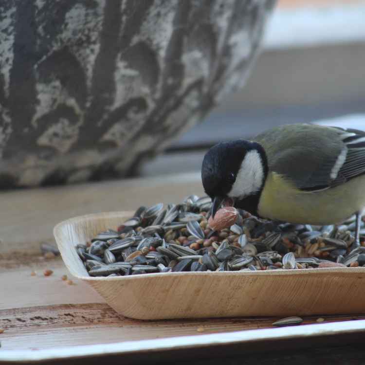 Meise beim Snack