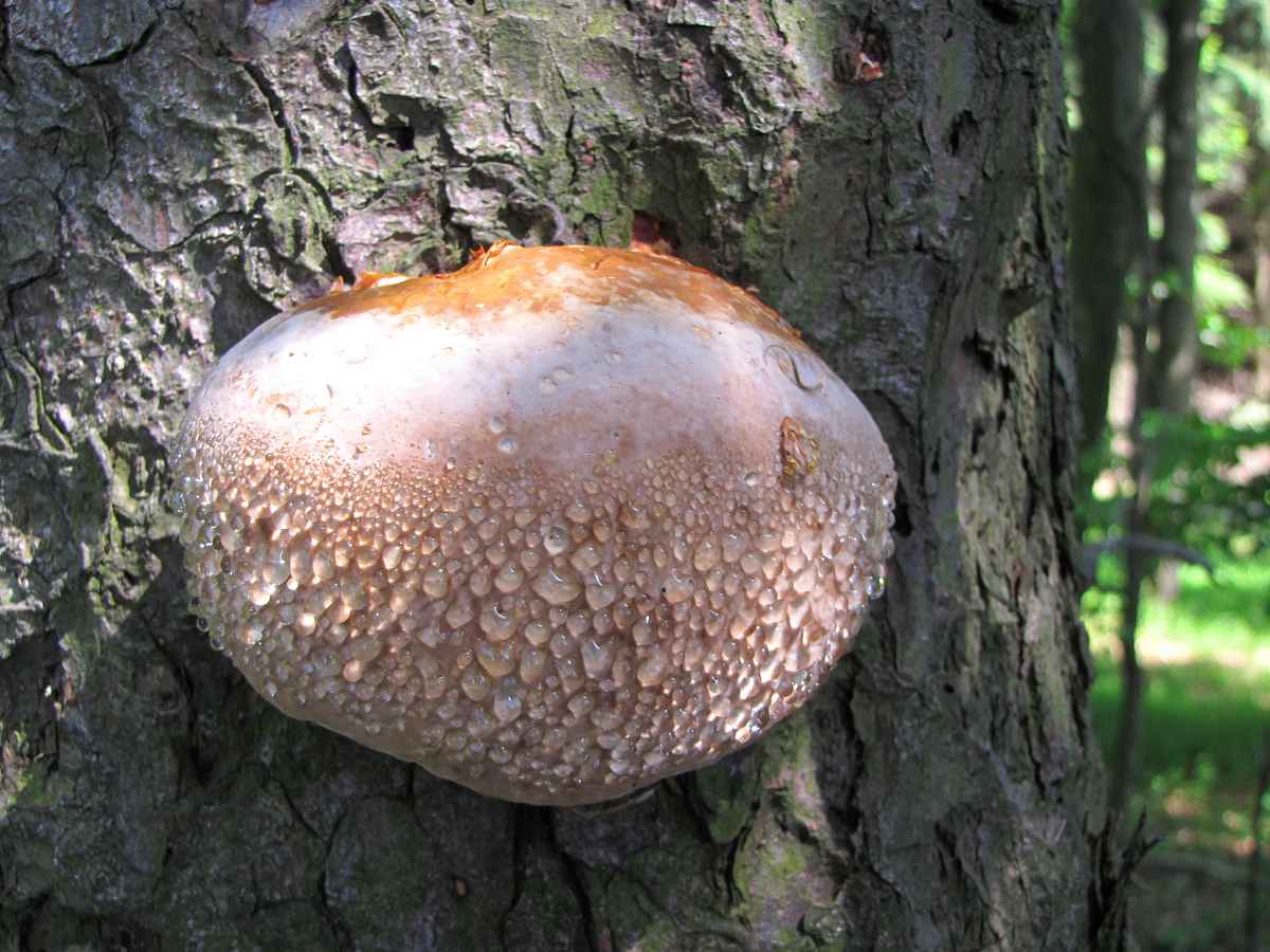 Fichtenporling (Fomitopsis pinicola)