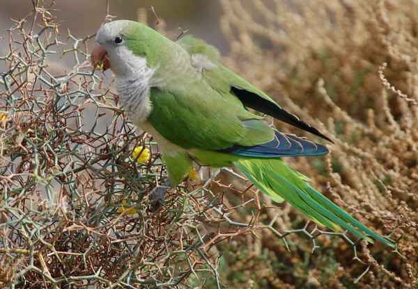 Mönchsittich auf Fuerteventura