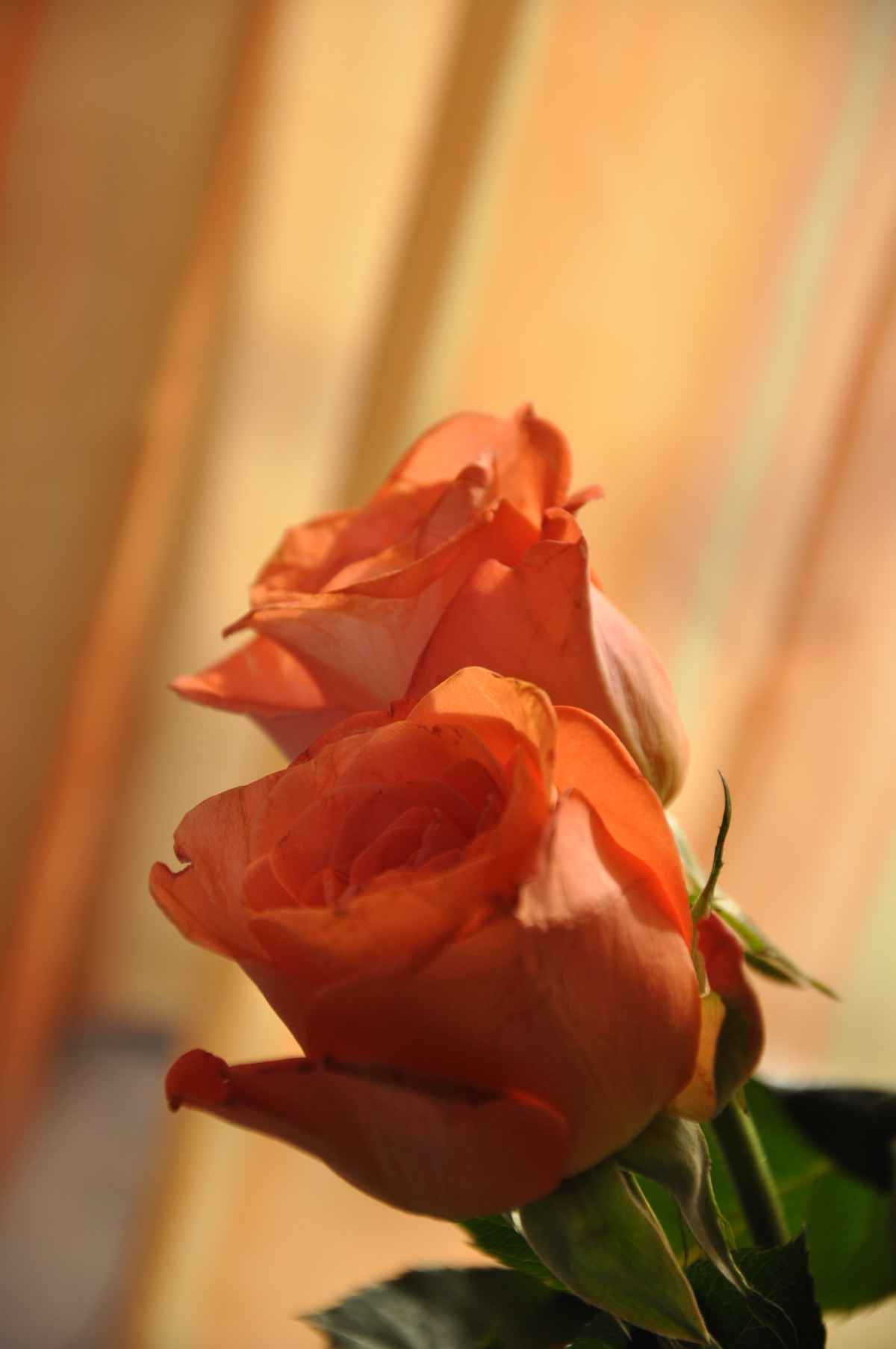 Rosenpaar