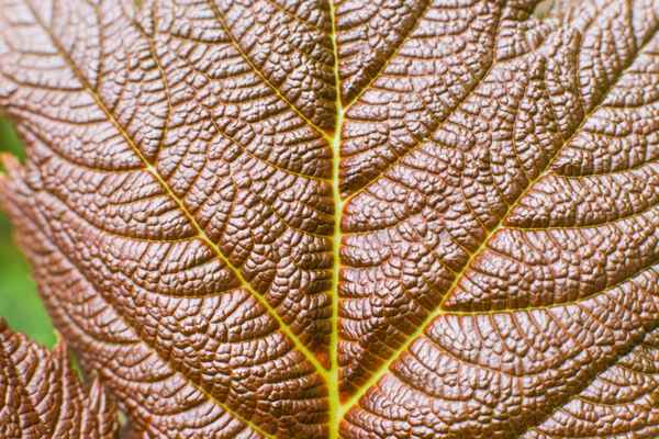 Blatt mit Lebensadern