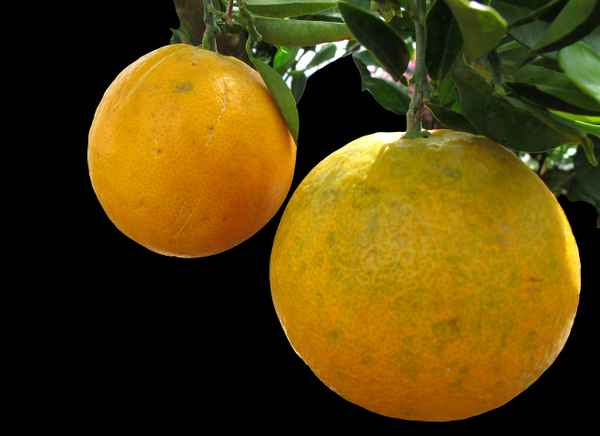Zitrusfrüchte 4