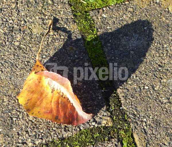 Herbstblatt mit Schatten