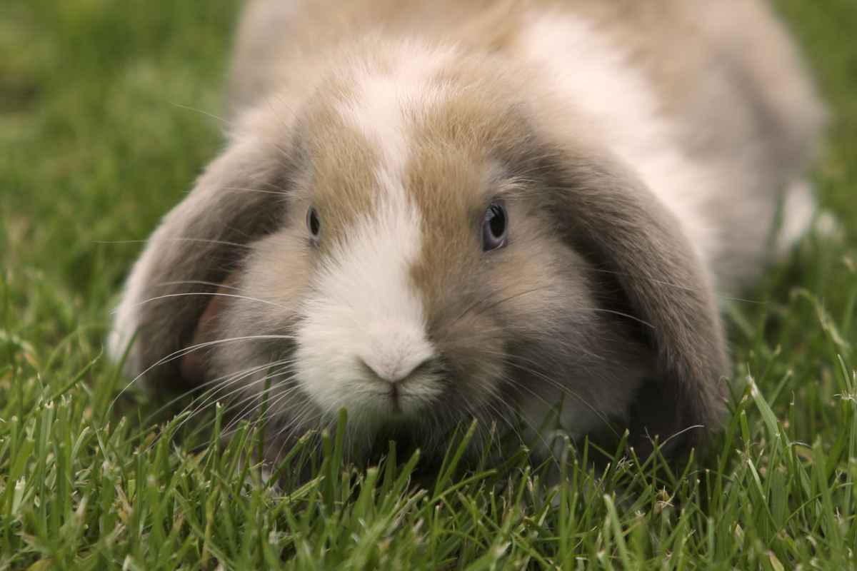 Kaninchenbaby