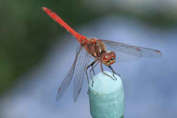 blutrote Heidelibelle