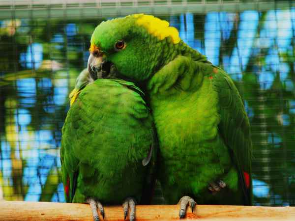 Papageien (Sozialverhalten)