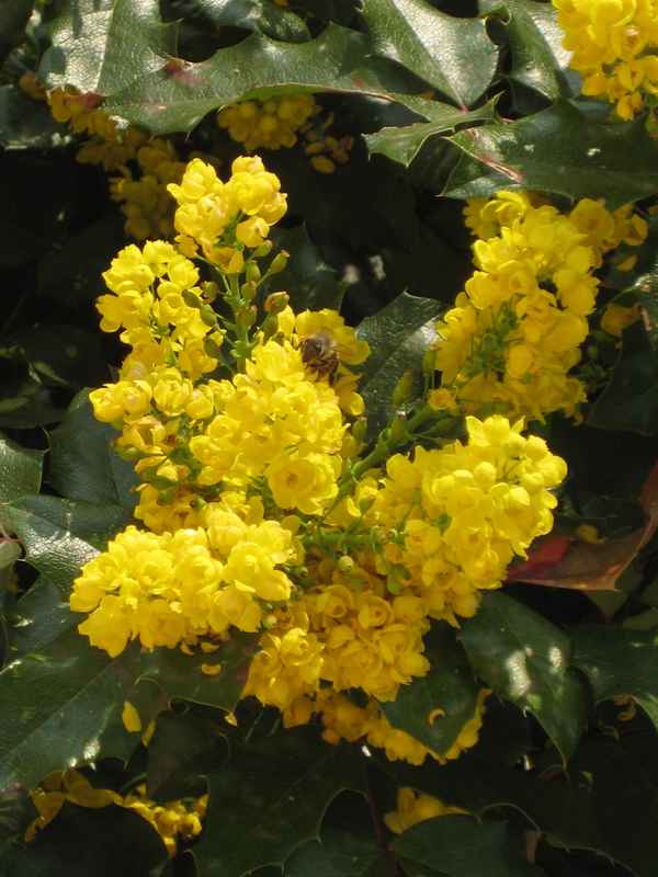 Mahonienblüten mit Gast
