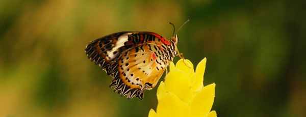 Cethosia Cyane