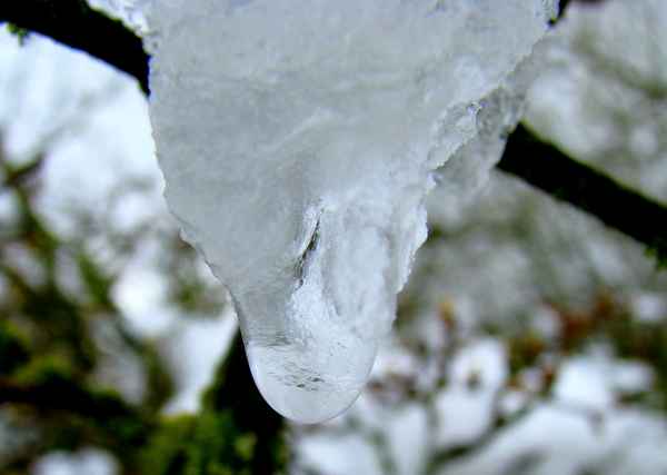"Ein Eis-Schäfchen"