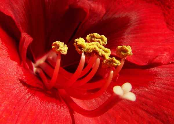 Amaryllis_3