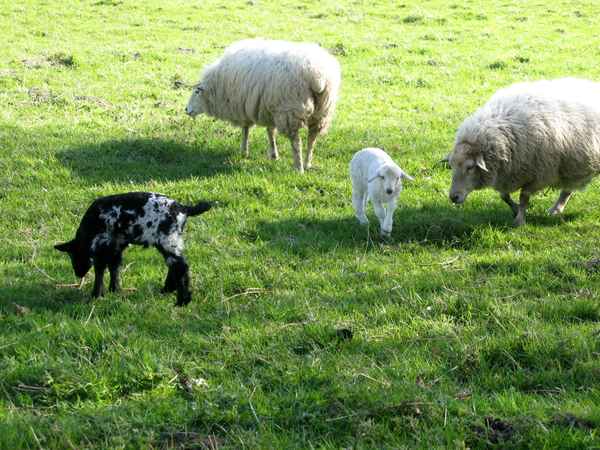 Kinderstube bei den Schafen