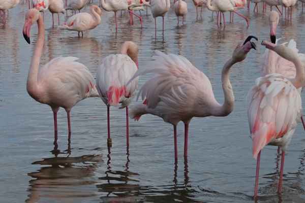Flamingos der Camargue II