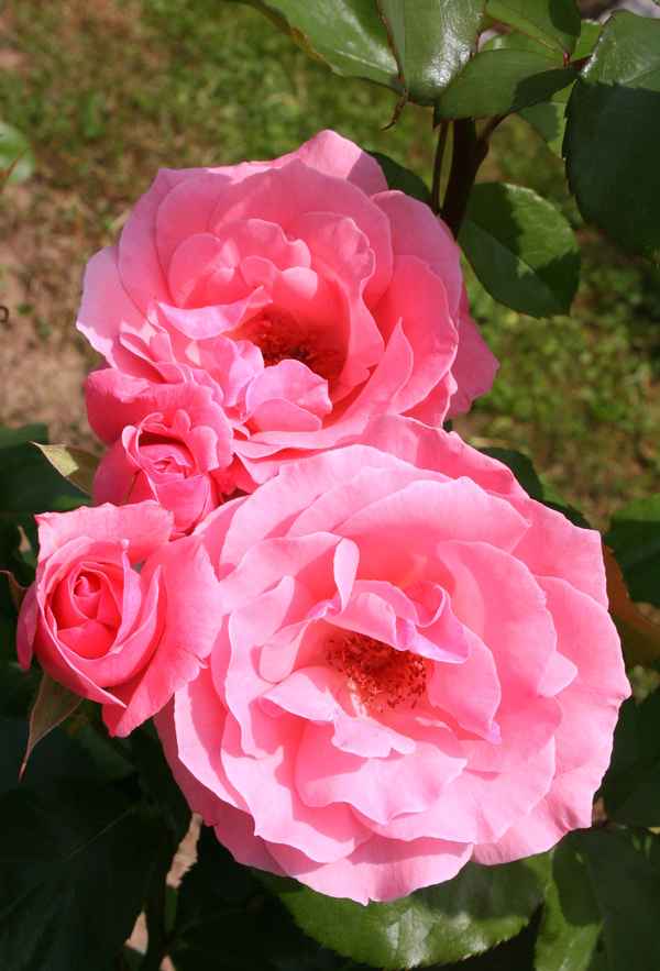Rosen