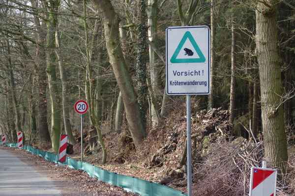 Krötenwanderung