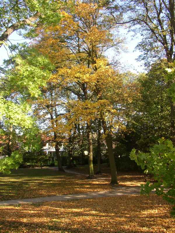 Bäume in Herbstpracht