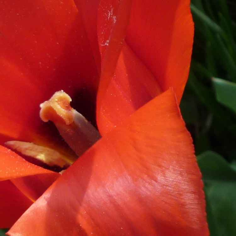Blume