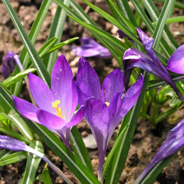 Krokus