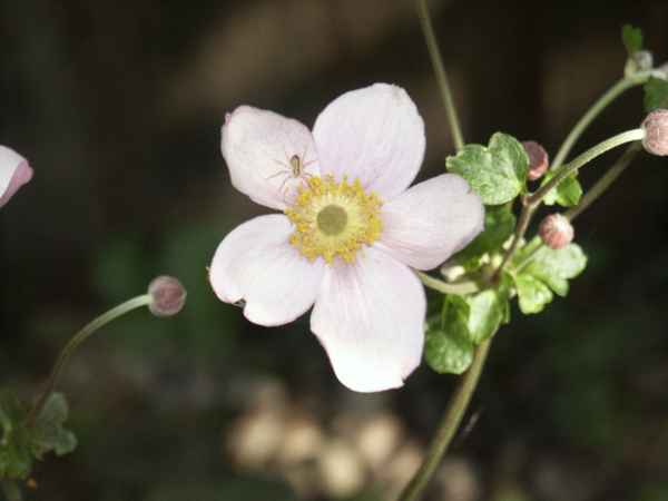 Blüte mit Spinnchen
