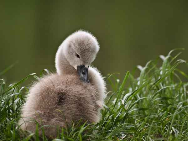 entzückender winzling
