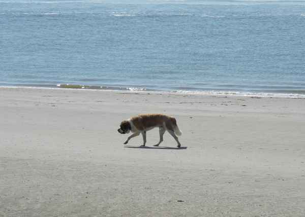 Strandläufer