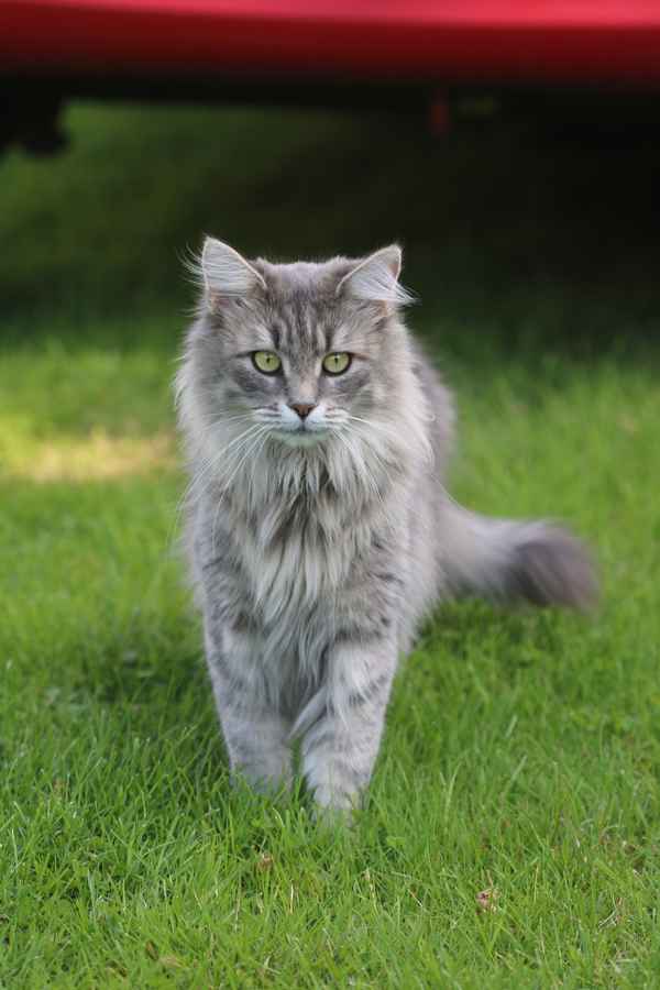 Main Coon