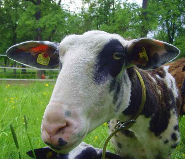 Milchschafportrait