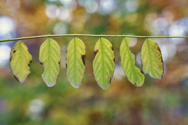 Eine Leine Buntes