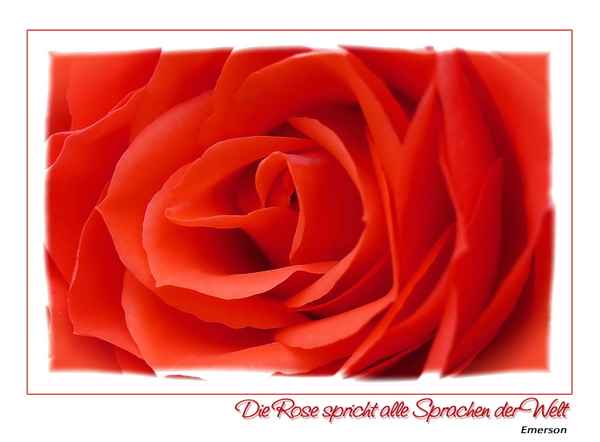 Die Rose spricht alle Sprachen der Welt...