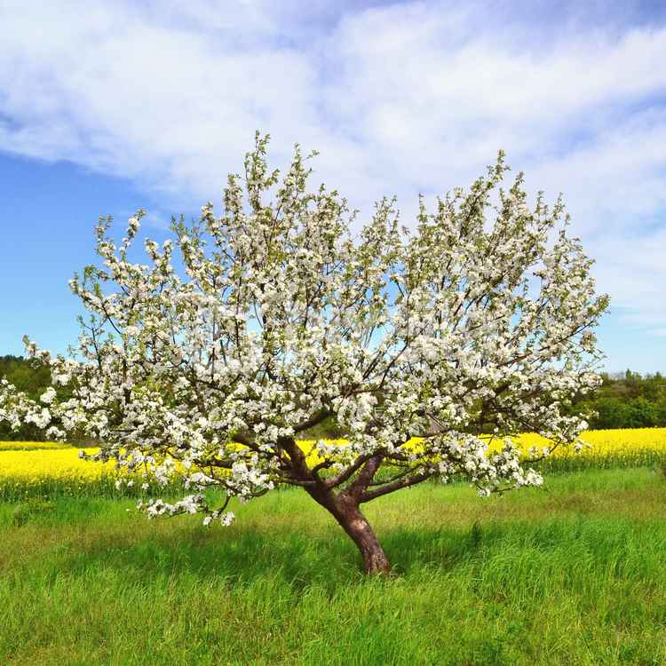 blühender Apfelbaum