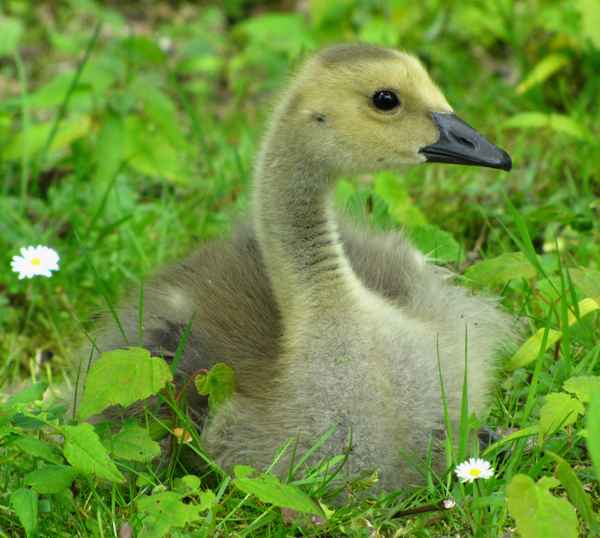 Gänse Küken #3