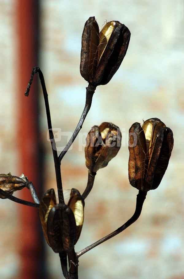 Gartenreste