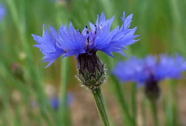 Kornblume
